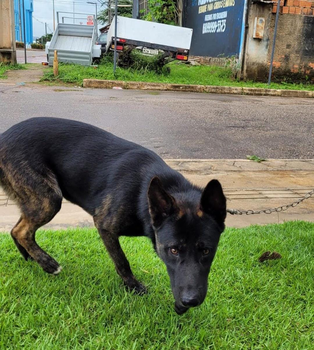 Cachorro que seria trocado por drogas em boca de fumo é resgatado em Rio Branco por policiais